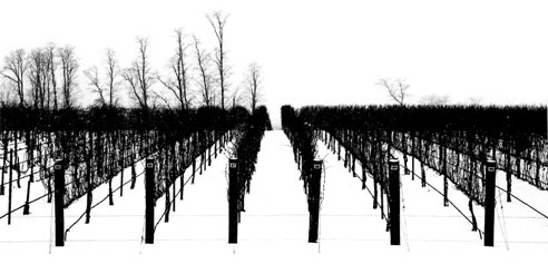 Black and White image of vines in the field
