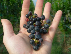 Va La Grapes in hand