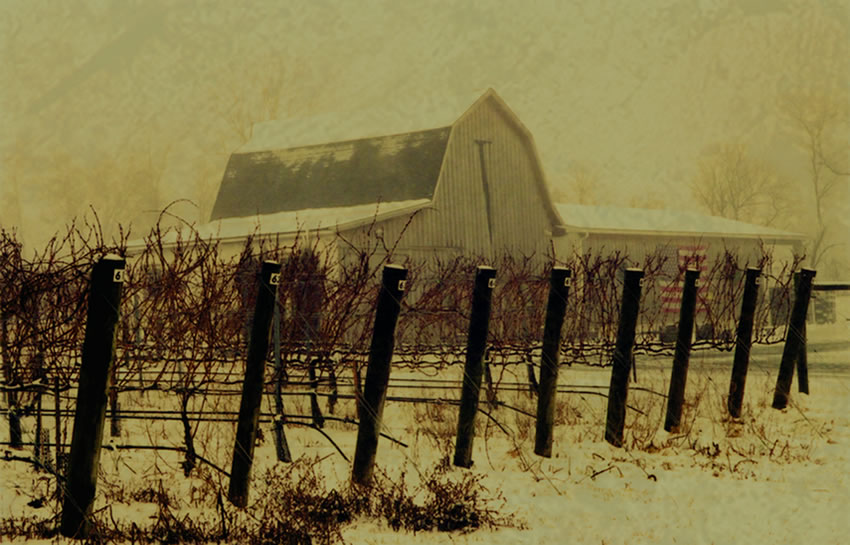 Va La Vineyards photo of Tasting Barn and vines in the field